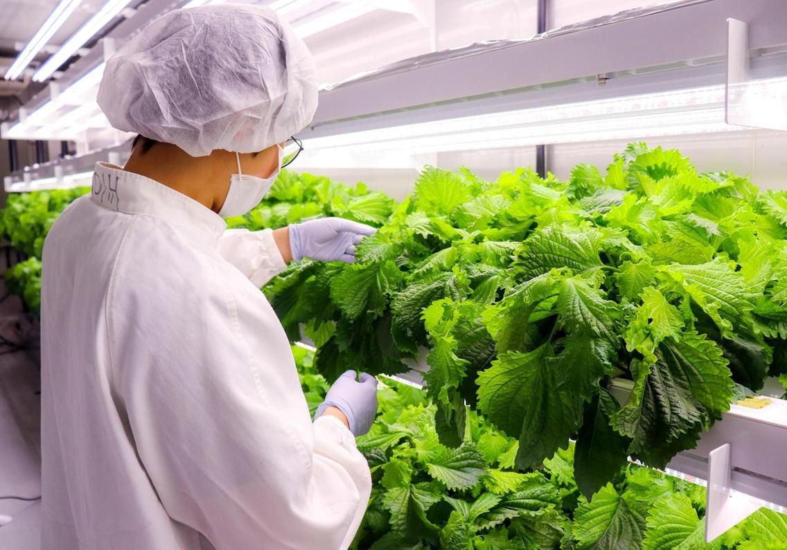 Lettuce from Abu Dhabi vertical farm to go on sale in September